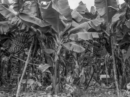 the island of La Plamaの写真素材