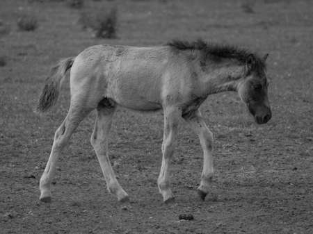 wild horses in germanyの写真素材