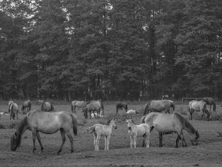 wild horses in germanyの写真素材