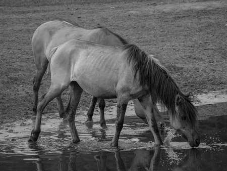 wild horses in germanyの写真素材