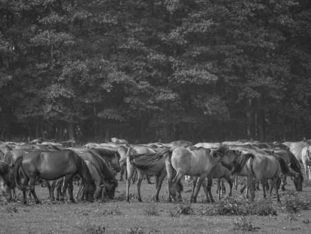wild horses in germanyの写真素材