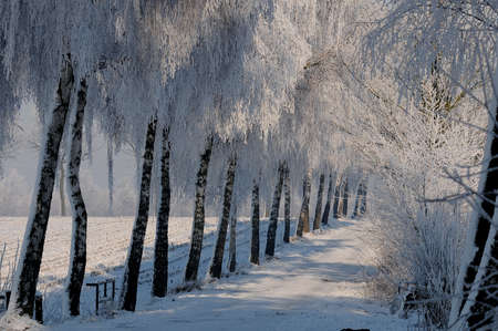 winter time in westphaliaの写真素材