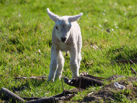 sheeps on a field