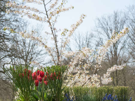 springtime in the netherlandsの写真素材