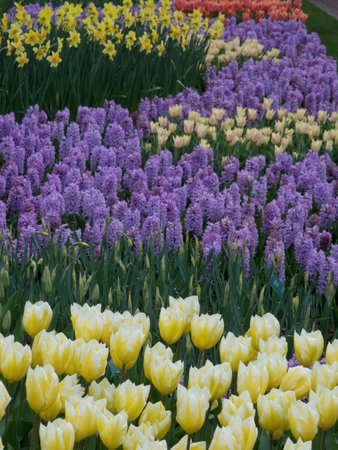 tulips in the netherlandsの写真素材
