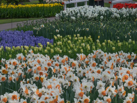 tulips in the netherlandsの写真素材
