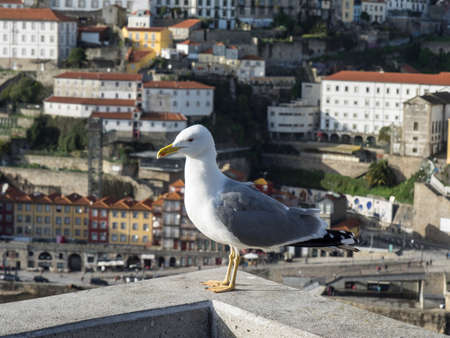 Porto at the douro riverの写真素材
