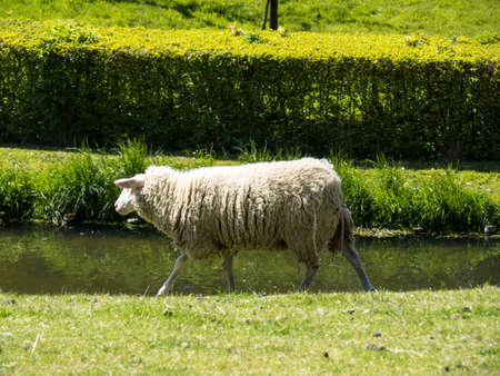 enkhuizen village in the netherlandsの写真素材
