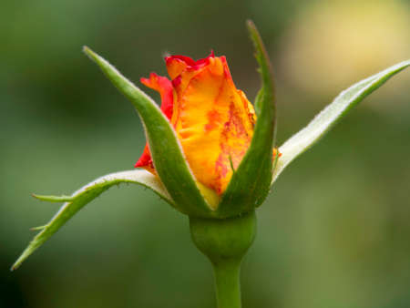 Flowers in the gardenの写真素材