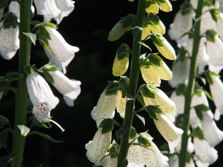 Summer time in the garden