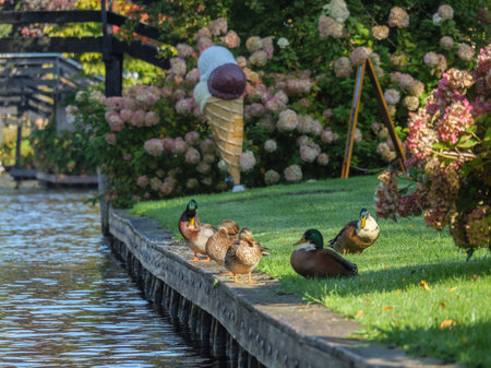 Giethoorn in the netherlandsの写真素材