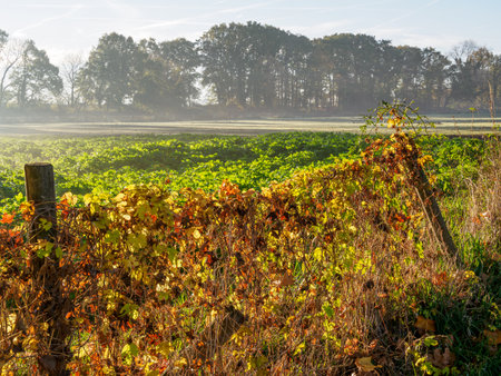 autumn at the riverの写真素材