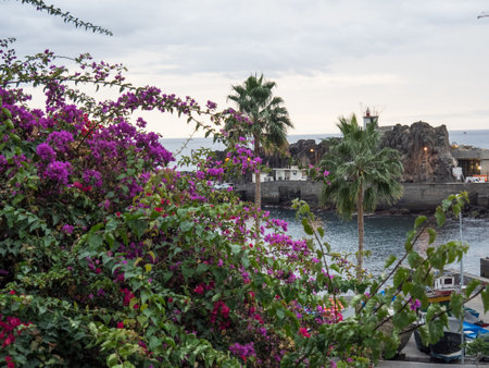 funchal and madeira islandの写真素材