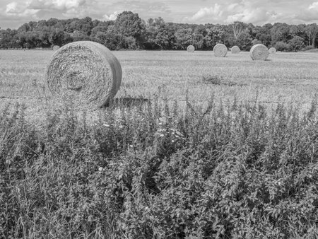 summertime in westphalia