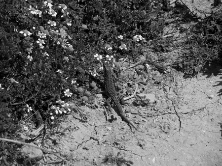 Malta island in the Mediterranean seaの写真素材