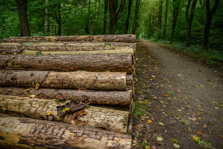 autumn time in Switzerlandの写真素材