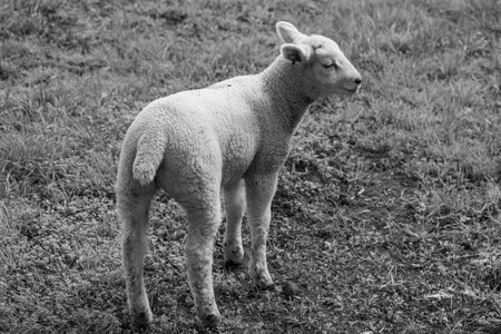 Sheep on a meadow in Germanyの写真素材
