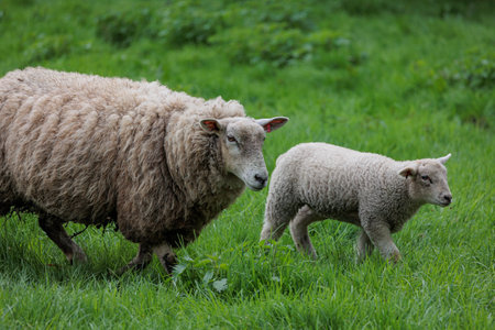 Sheep on a meadow in Germany