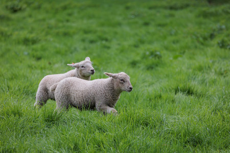 Sheep on a meadow in Germanyの写真素材