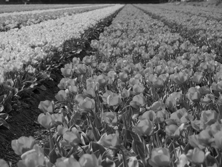 Tulips in the Netherlandsの写真素材