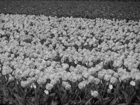Tulips in the Netherlandsの写真素材