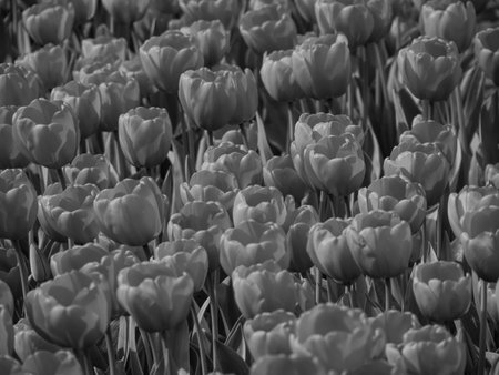 Tulips in the Netherlandsの写真素材