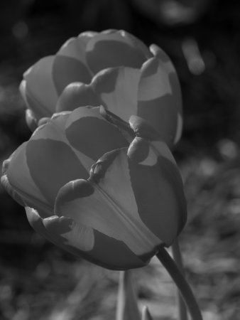 Tulips in the Netherlandsの写真素材