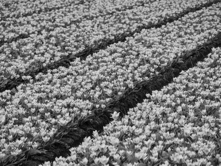 Tulips in the Netherlandsの写真素材