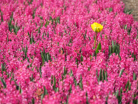Tulips in the Netherlandsの写真素材
