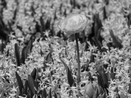 Tulips in the Netherlands