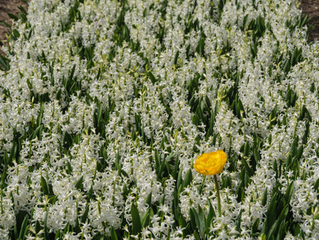 Tulips in the Netherlands
