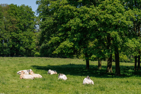 Cows in the Netherlandsの写真素材