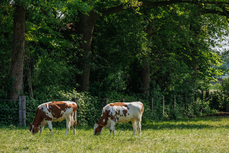 Cows in the Netherlands
