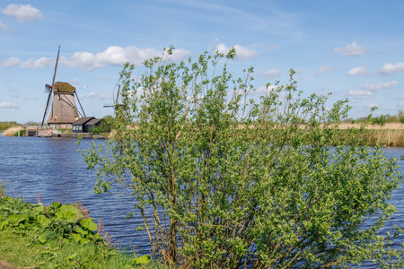 the windmills of Kinderdijk in the Netherlandsの写真素材