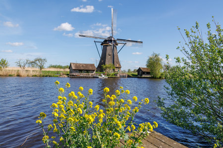 the windmills of Kinderdijk in the Netherlands