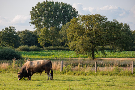 cows in westphaliaの写真素材