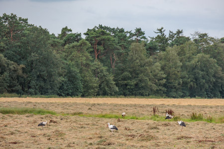 Eibergen in the Netherlandsの写真素材