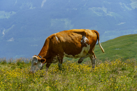 the austrian alps at summer timeの写真素材