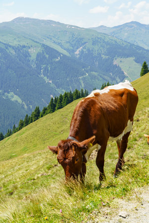 the austrian alps at summer timeの写真素材