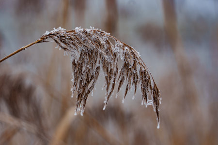 cold winter day at a lakeの写真素材
