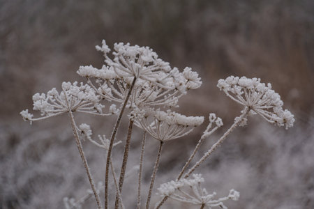 cold winter day at a lake in Westphalia