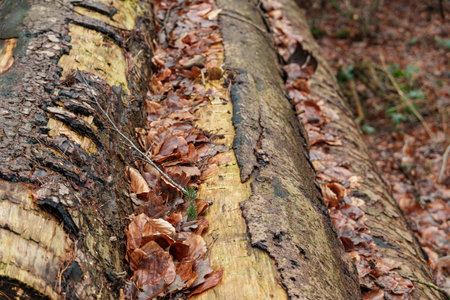 the city of Fuerstenau in Germanyの写真素材