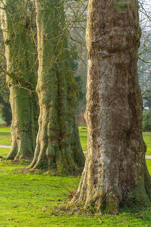 hiking near velen in westphaliaの写真素材