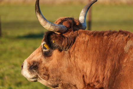 Cows and sheep at a spring time in Westphaliaの写真素材