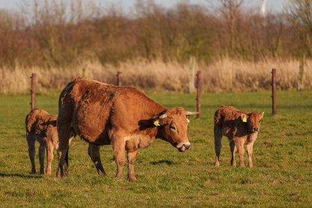 Cows and sheep at a spring time in Westphaliaの写真素材