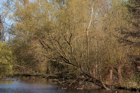 spring at a small lake in Westphalia