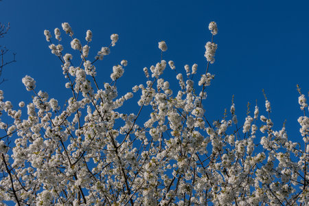 springtime in Westphalia