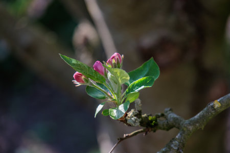 springtimeの写真素材