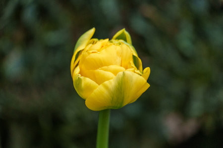 Flowers in a garden