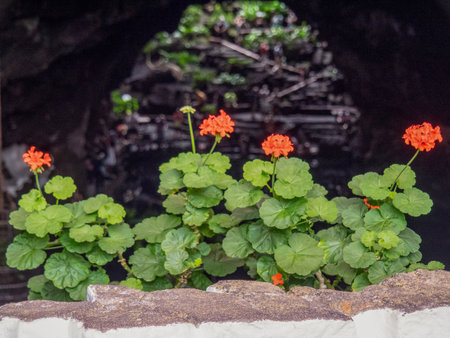 Lanzarote island in Spainの写真素材